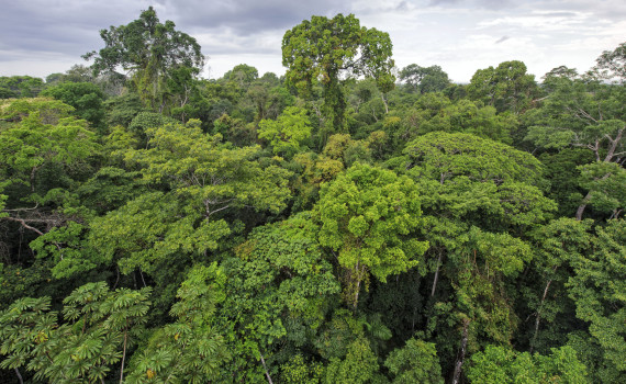 Peruvian amazon rainforest in Tambopata reserve